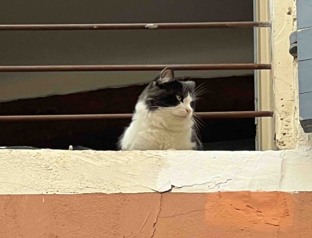 Cat in window, in Carpentras France